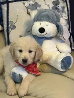 Bodie, a male Golden Retriever for sale in Lockport, NY – Photo 1 of 4