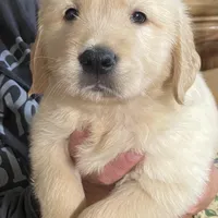Bodie, a male Golden Retriever for sale in Lockport, NY – Photo 4 of 6