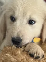 Bodie, a male Golden Retriever for sale in Lockport, NY – Photo 2 of 6