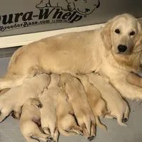 Bodie, a male Golden Retriever for sale in Lockport, NY – Photo 5 of 6