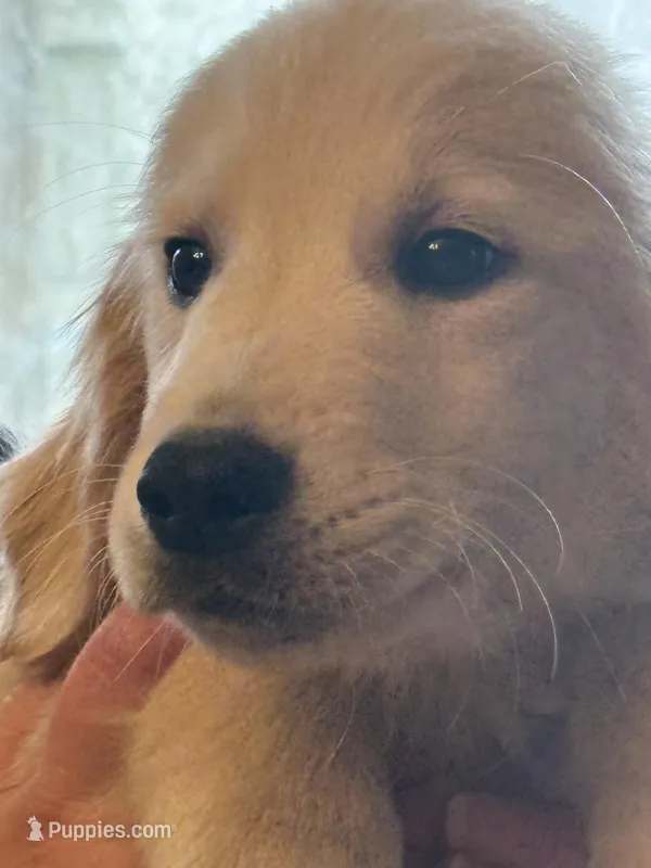 Bodie – Golden Retriever puppy for sale in Lockport, NY