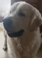 Boy , a male Golden Retriever for sale in Lockport, NY – 3 of 4