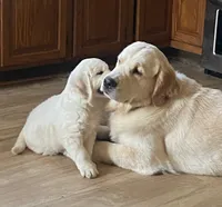 Female, a female Golden Retriever for sale in Lockport, NY – 4 of 5