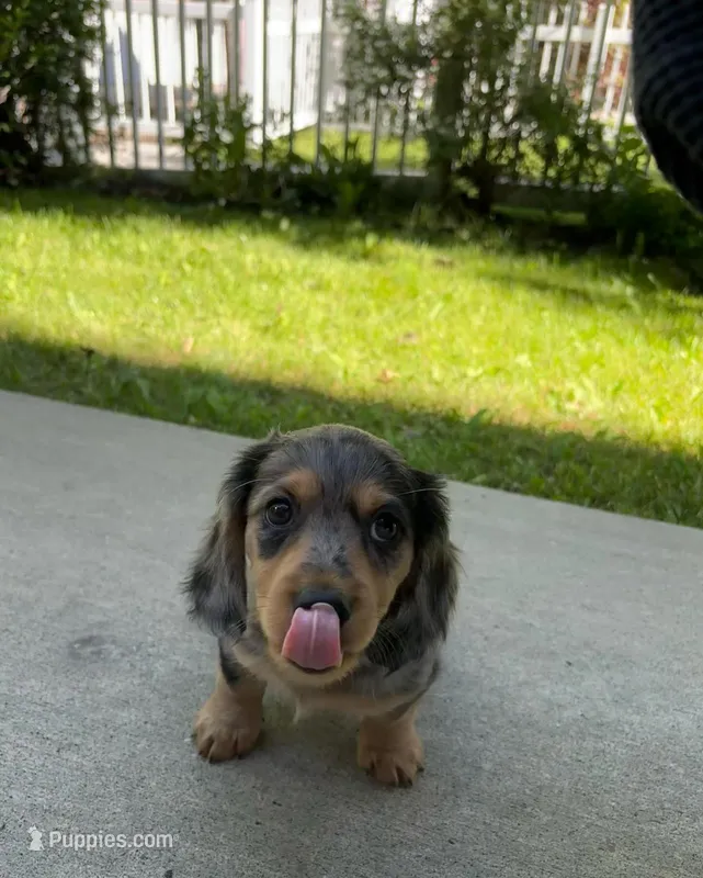Mac, a male Miniature Dachshund for sale in Mcallen, TX – Photo 1 of 2