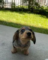 Mac, a male Miniature Dachshund for sale in Mcallen, TX – Photo 2 of 2