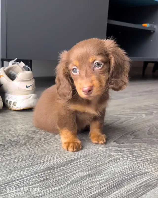 Lucy – Miniature Dachshund puppy for sale in Mcallen, TX