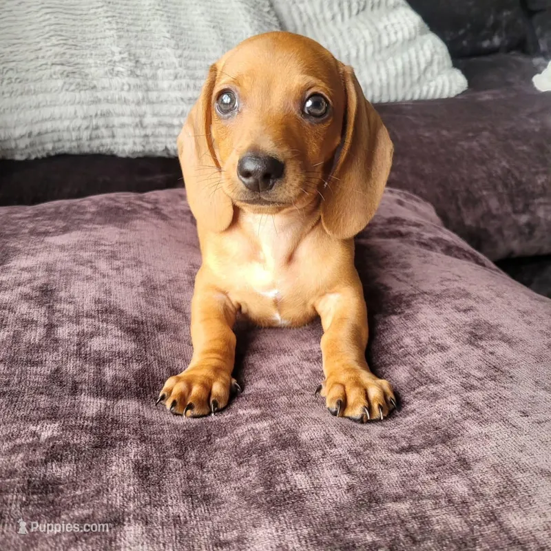 Luma – Miniature Dachshund puppy for sale in Mcallen, TX