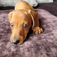 Luma, a female Miniature Dachshund for sale in Mcallen, TX – Photo 2 of 2