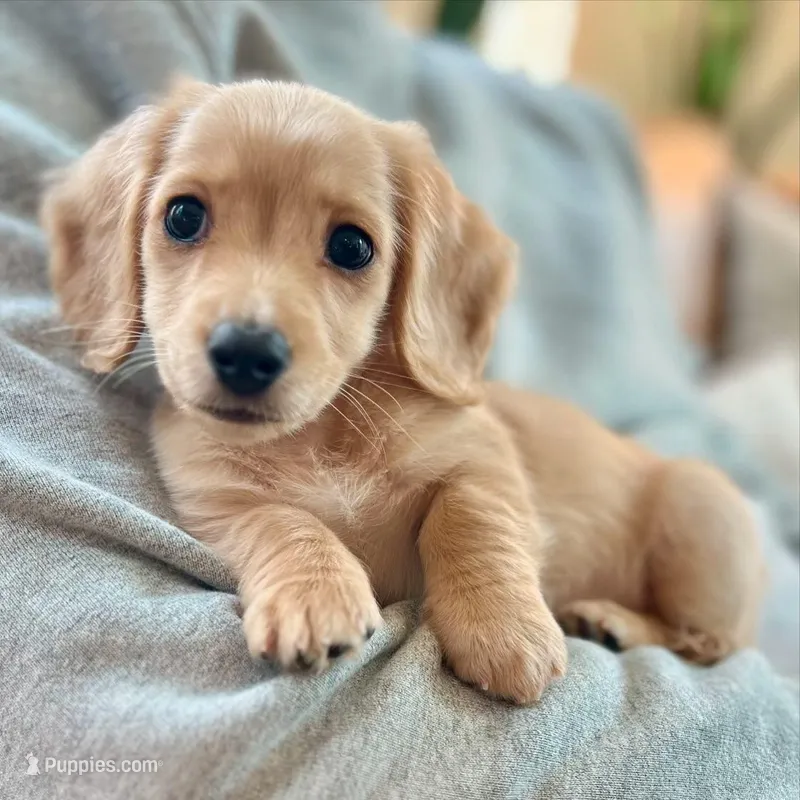 Jack – Miniature Dachshund puppy for sale in Mcallen, TX
