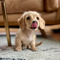 Jack, a male Miniature Dachshund for sale in Mcallen, TX – Photo 2 of 2