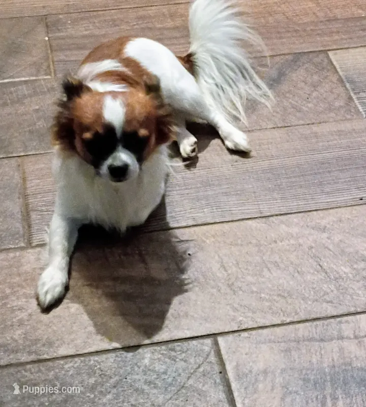 Chandler – Chihuahua puppy for sale in Lawrenceville, GA