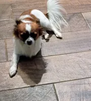 Chandler, a male Chihuahua for sale in Lawrenceville, GA – 1 of 1