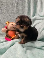 Monkey, a male Yorkshire Terrier for sale in Troy, OH – 8 of 8