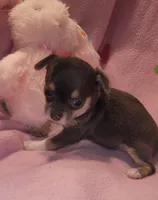Macy , a female Chihuahua for sale in Troy, OH – 7 of 7