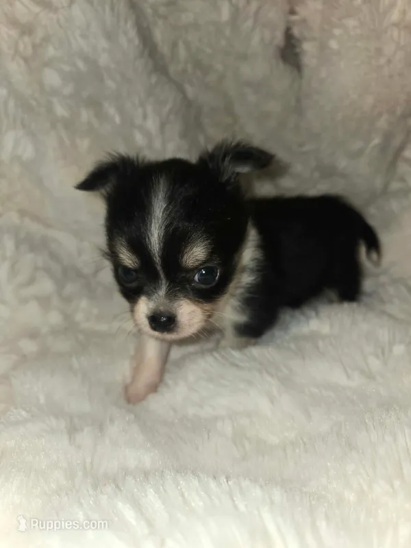 Peanut – Chihuahua puppy for sale in Troy, OH