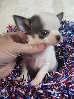 Blue, a male Chihuahua for sale in Troy, OH – Photo 7 of 9