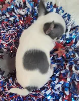 Blue, a male Chihuahua for sale in Troy, OH – Photo 6 of 9