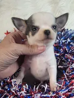 Blue, a male Chihuahua for sale in Troy, OH – Photo 9 of 9