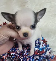 Blue, a male Chihuahua for sale in Troy, OH – Photo 8 of 9