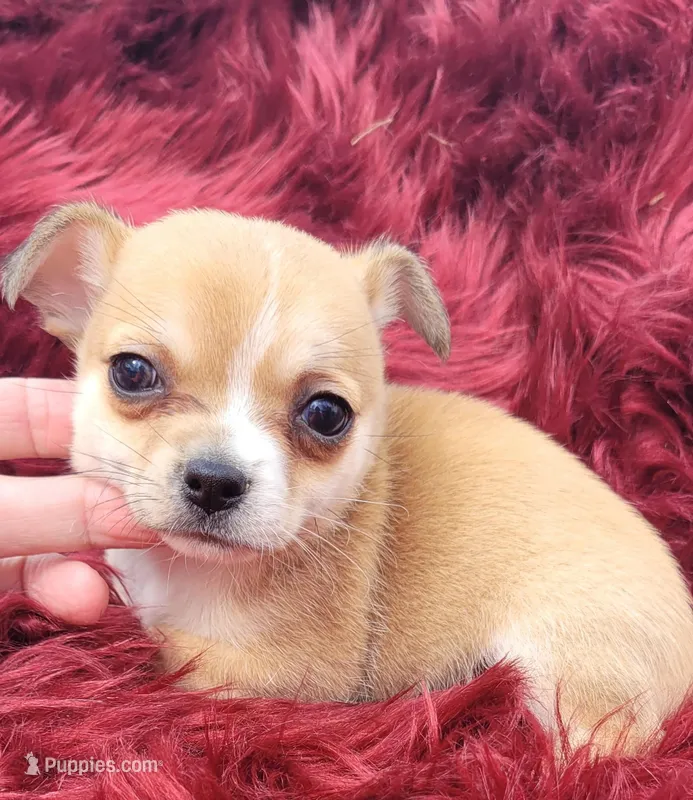 Macy  – Chihuahua puppy for sale in Troy, OH
