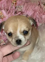 Macy , a female Chihuahua for sale in Troy, OH – Photo 2 of 7