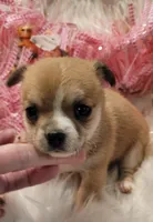 Macy , a female Chihuahua for sale in Troy, OH – Photo 4 of 7