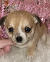 Macy , a female Chihuahua for sale in Troy, OH – Photo 1 of 7