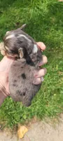 Shasta, a female Chihuahua for sale in Troy, OH – 5 of 6