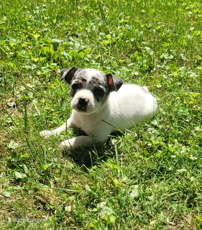 REDUCED Bullseye – Chihuahua puppy for sale in Troy, OH