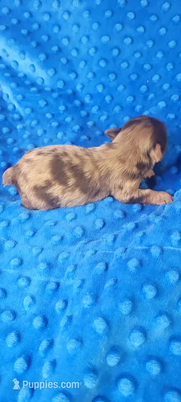 MILES(AKC) – Yorkshire Terrier puppy for sale in Troy, OH