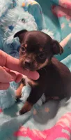 Keith, a male Chihuahua for sale in Troy, OH – 3 of 4