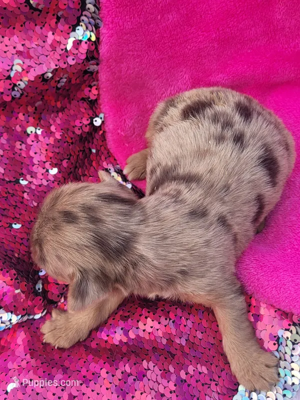 Macy (AKC) – Yorkshire Terrier puppy for sale in Troy, OH