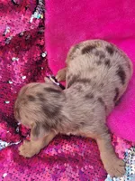Macy (AKC), a female Yorkshire Terrier for sale in Troy, OH – 1 of 5