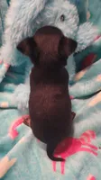 Keith, a male Chihuahua for sale in Troy, OH – 2 of 4