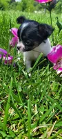Sassy, a female Chihuahua for sale in Troy, OH – Photo 4 of 5