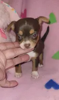 Lacy, a female Chihuahua for sale in Troy, OH – 4 of 4