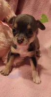 Macy , a female Chihuahua for sale in Troy, OH – 3 of 7