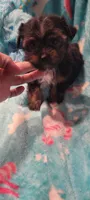 Buck, a male Yorkshire Terrier for sale in Troy, OH – 3 of 5