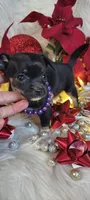 Hope, a female Chihuahua for sale in Troy, OH – Photo 9 of 9