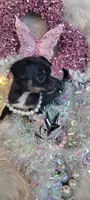 Hope, a female Chihuahua for sale in Troy, OH – Photo 3 of 9