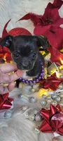Hope, a female Chihuahua for sale in Troy, OH – Photo 8 of 9