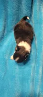 Peanut, a male Chihuahua for sale in Troy, OH – 4 of 6