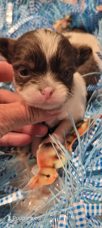 Rusty (charting 3.5lbs)