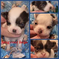 Rusty (charting 3.5lbs), a male Chihuahua for sale in Troy, OH – Photo 5 of 5