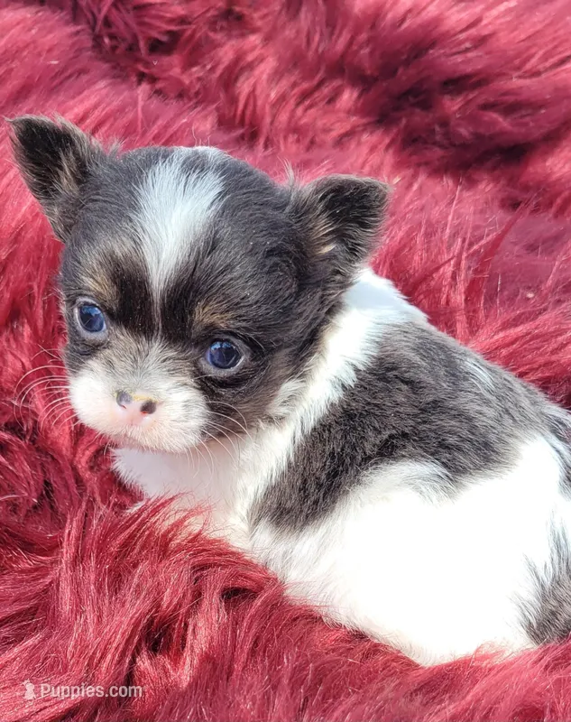 Rusty (charting 3.5lbs) – Chihuahua puppy for sale in Troy, OH