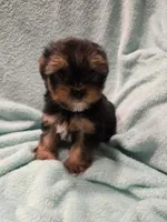 Monkey, a male Yorkshire Terrier for sale in Troy, OH – 7 of 8