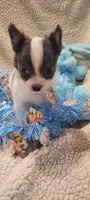 Dexter , a male Chihuahua for sale in Troy, OH – Photo 2 of 9