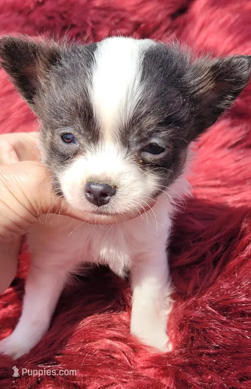 Dexter  – Chihuahua puppy for sale in Troy, OH