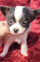 Dexter , a male Chihuahua for sale in Troy, OH – Photo 4 of 9