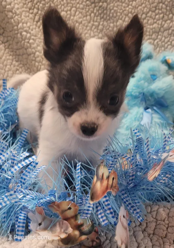 Dexter  – Chihuahua puppy for sale in Troy, OH